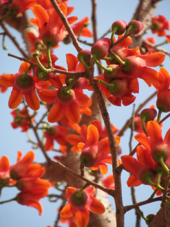03 Arbre Rouge   Macro